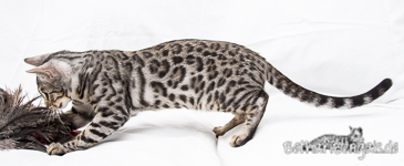 Silber rosetted Bengal Cat